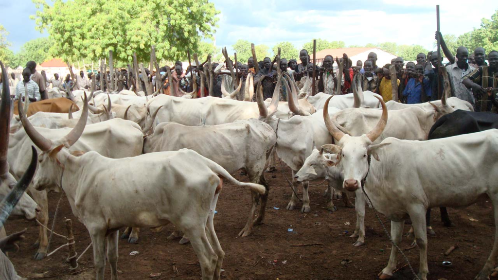 Miyetti Allah Seeks Federal Loans for Butchers to Reduce Rising Beef Prices